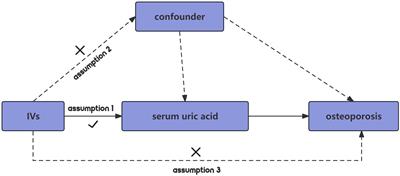 A Mendelian randomization study of the association between serum uric acid and osteoporosis risk